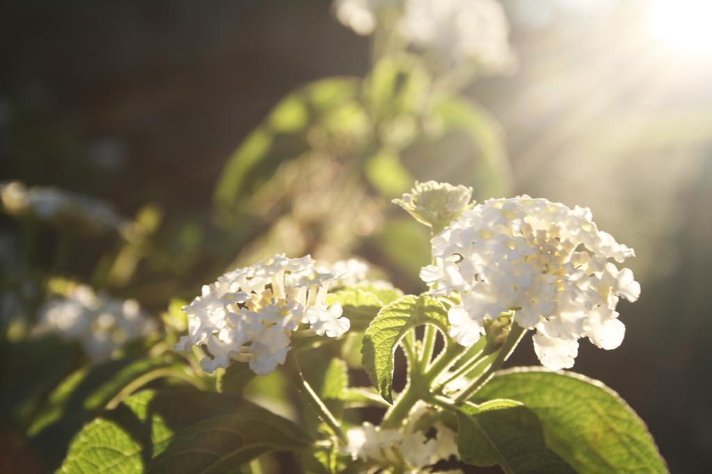 Pozzillo San Rocco Bed & Breakfast Arnesano ภายนอก รูปภาพ